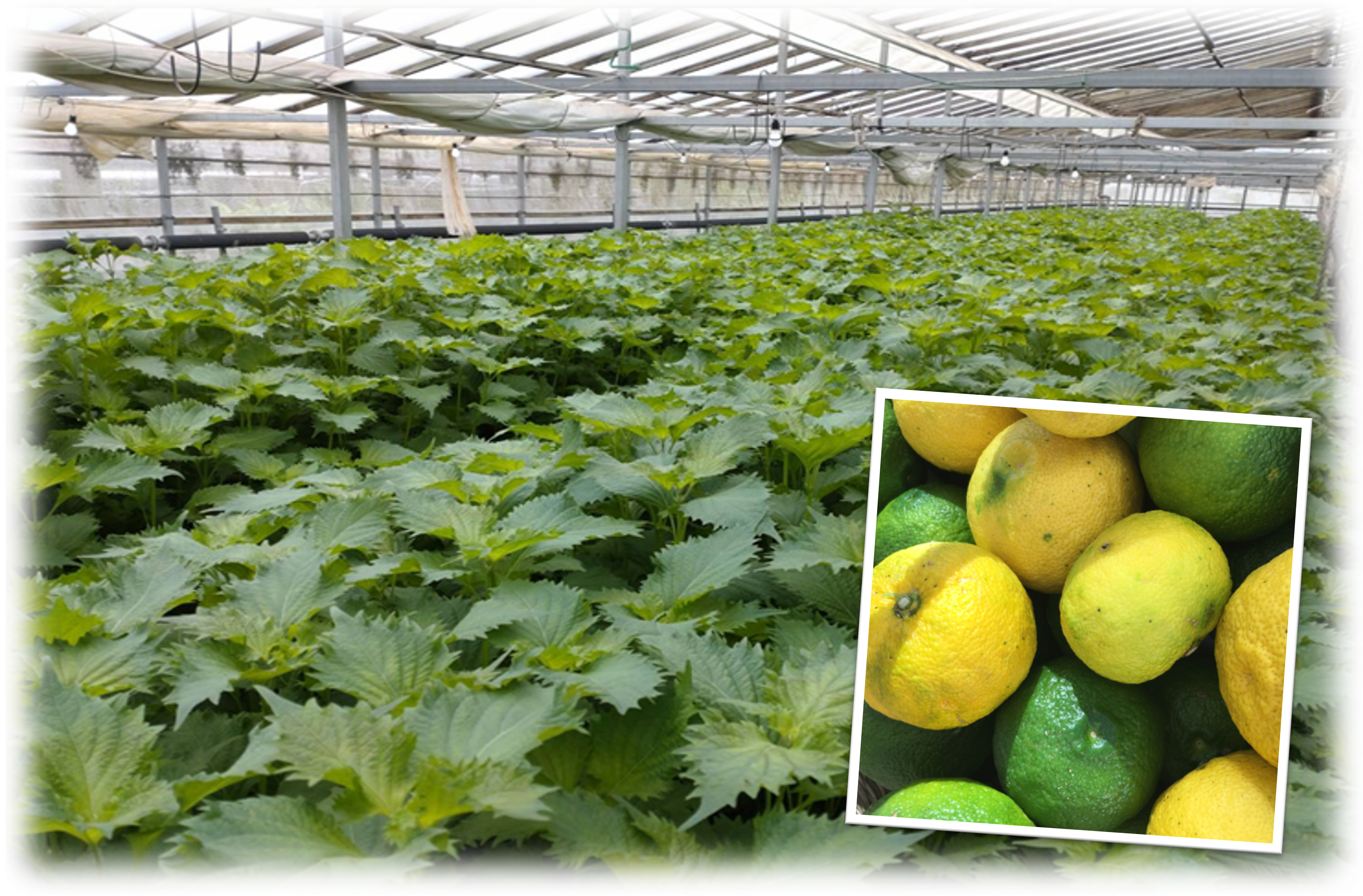 むすぶようかん | サンシャイン